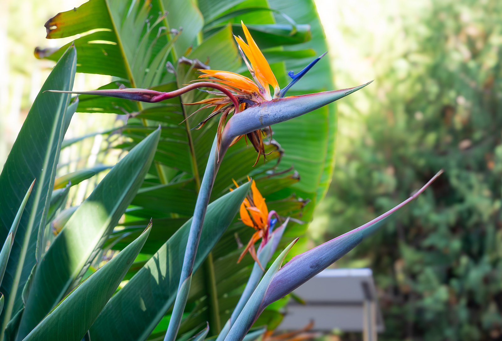 GranCanaria-BirdOfParadise-4.jpg