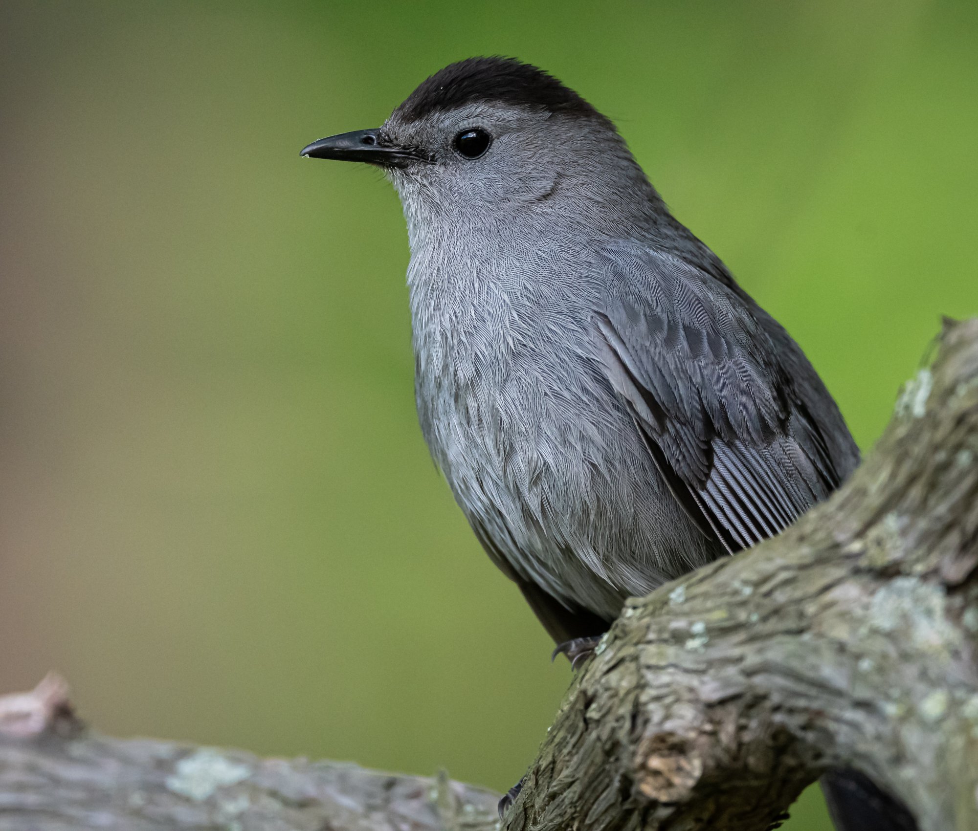 gray_catbird_5-20-2020.jpg