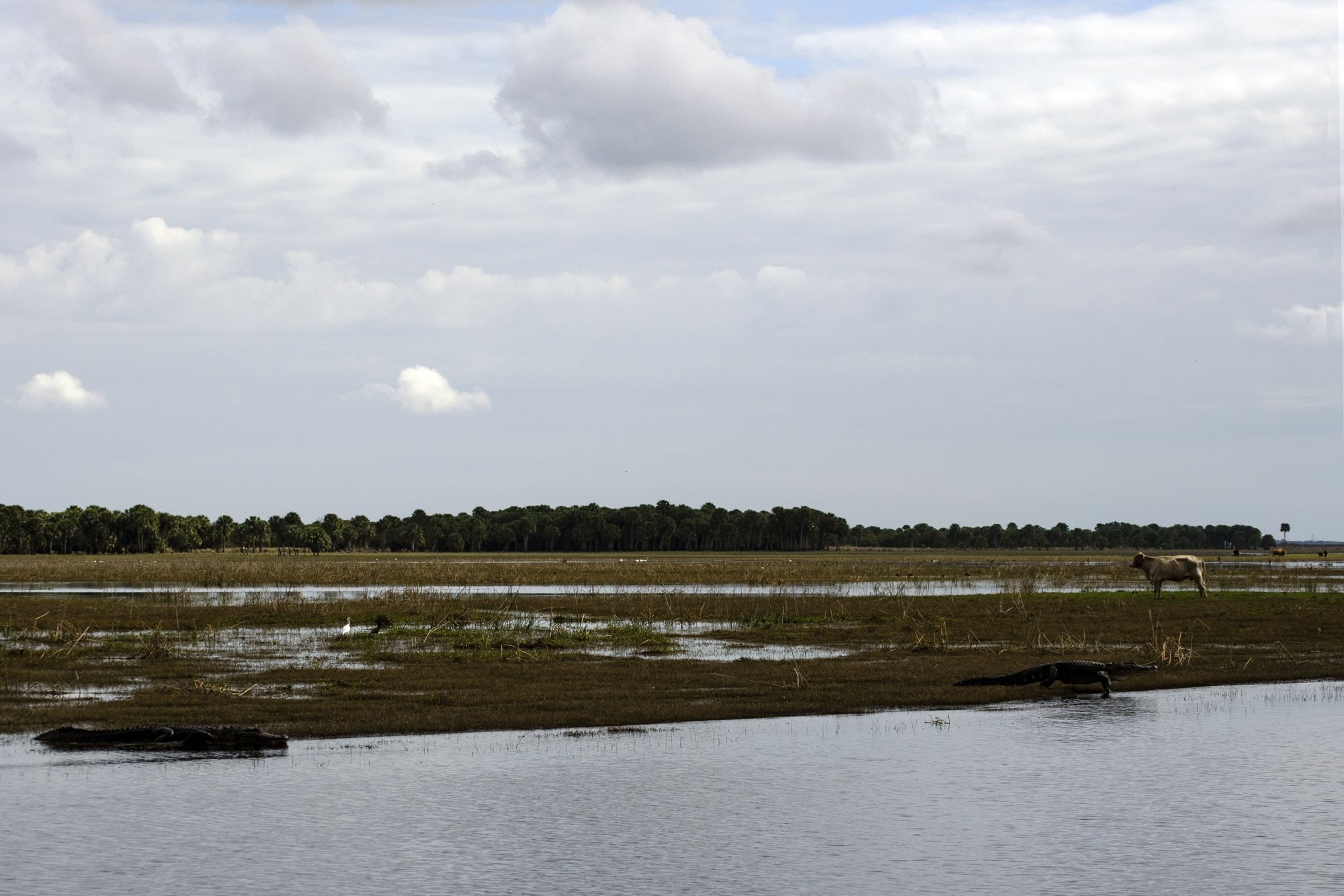 Grazing 2500px.jpg