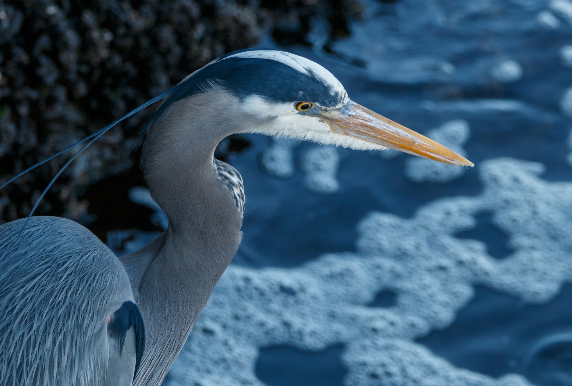 Great Blue Heron.jpg