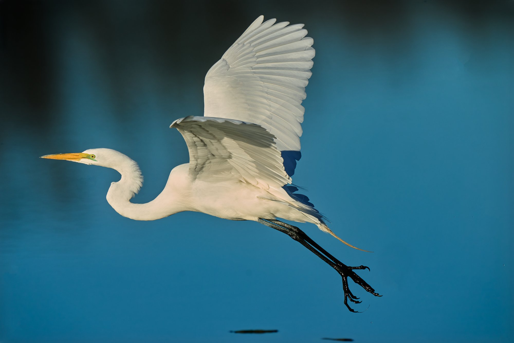 great-egret-0004-24-06-05.jpg