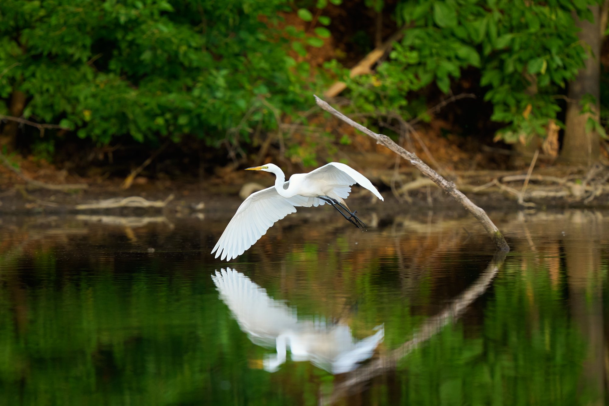 great-egret-0139-24-06-16.jpg