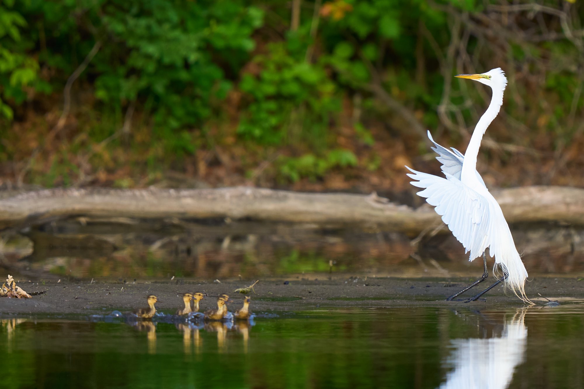 great-egret-0142-24-06-16.jpg