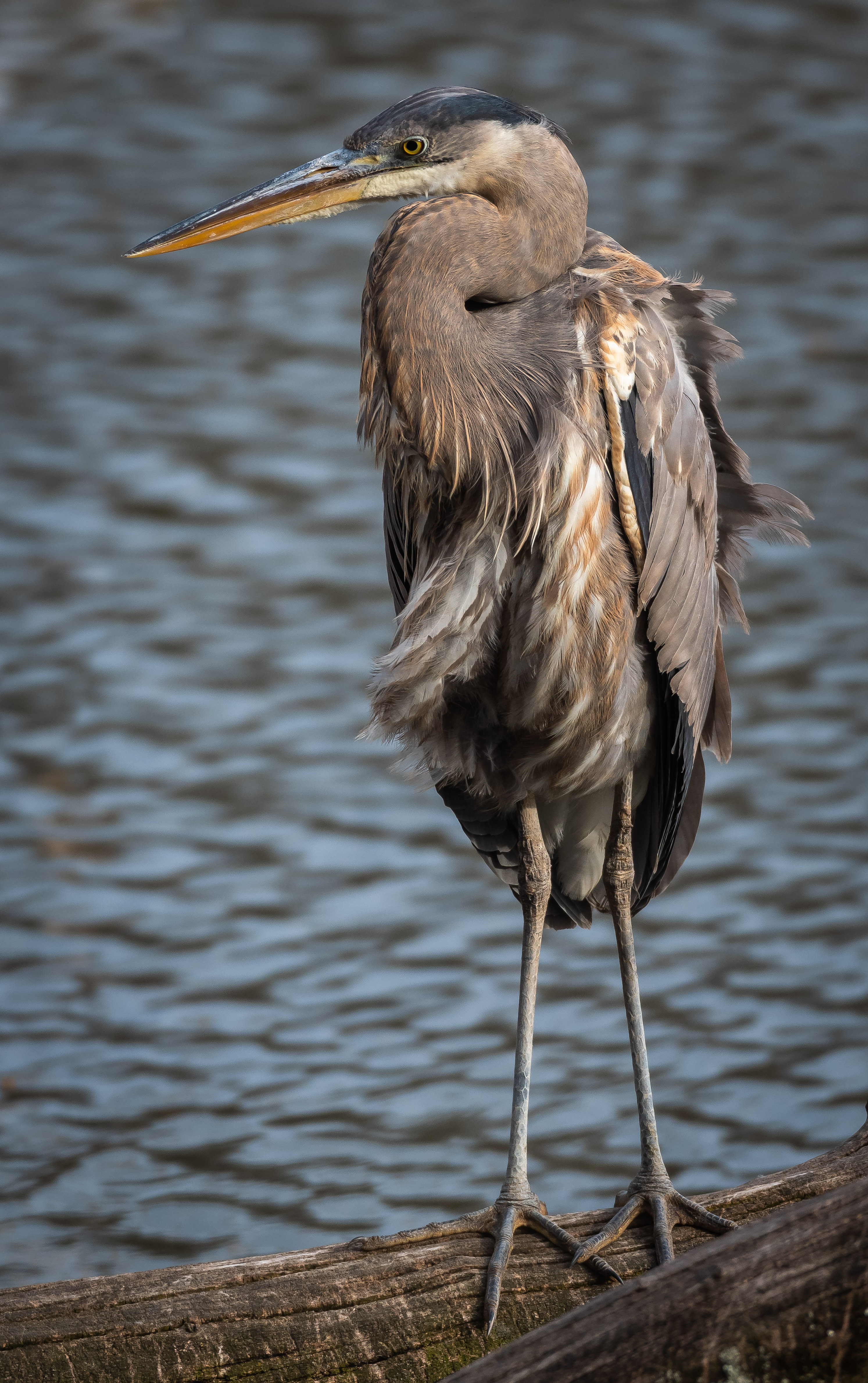 great_blue_heron3_3-29-2019.jpg