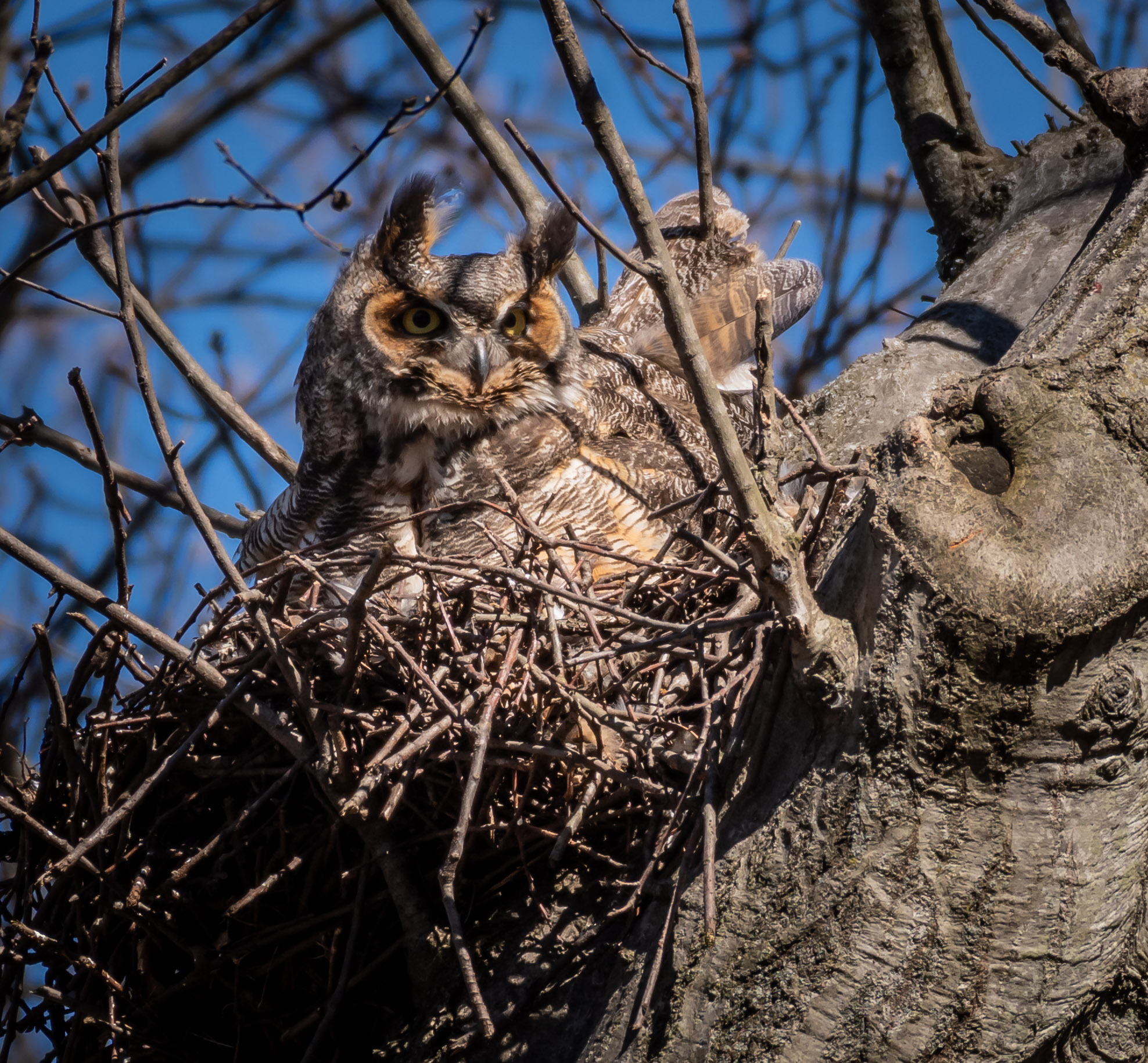 great_horned_owl1_3-24-2019.jpg