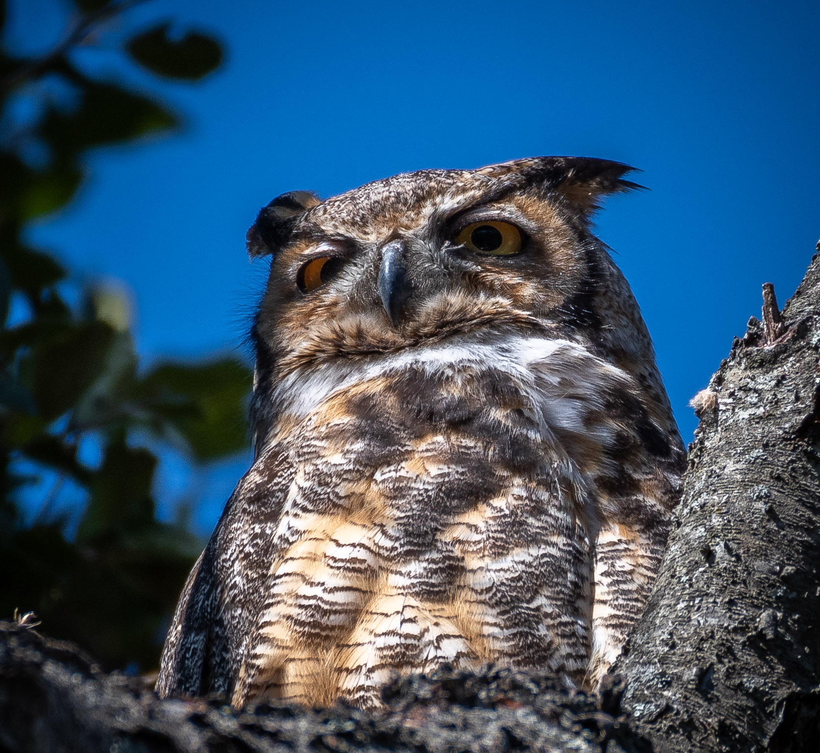 great_horned_owl2_4-6-2019.jpg