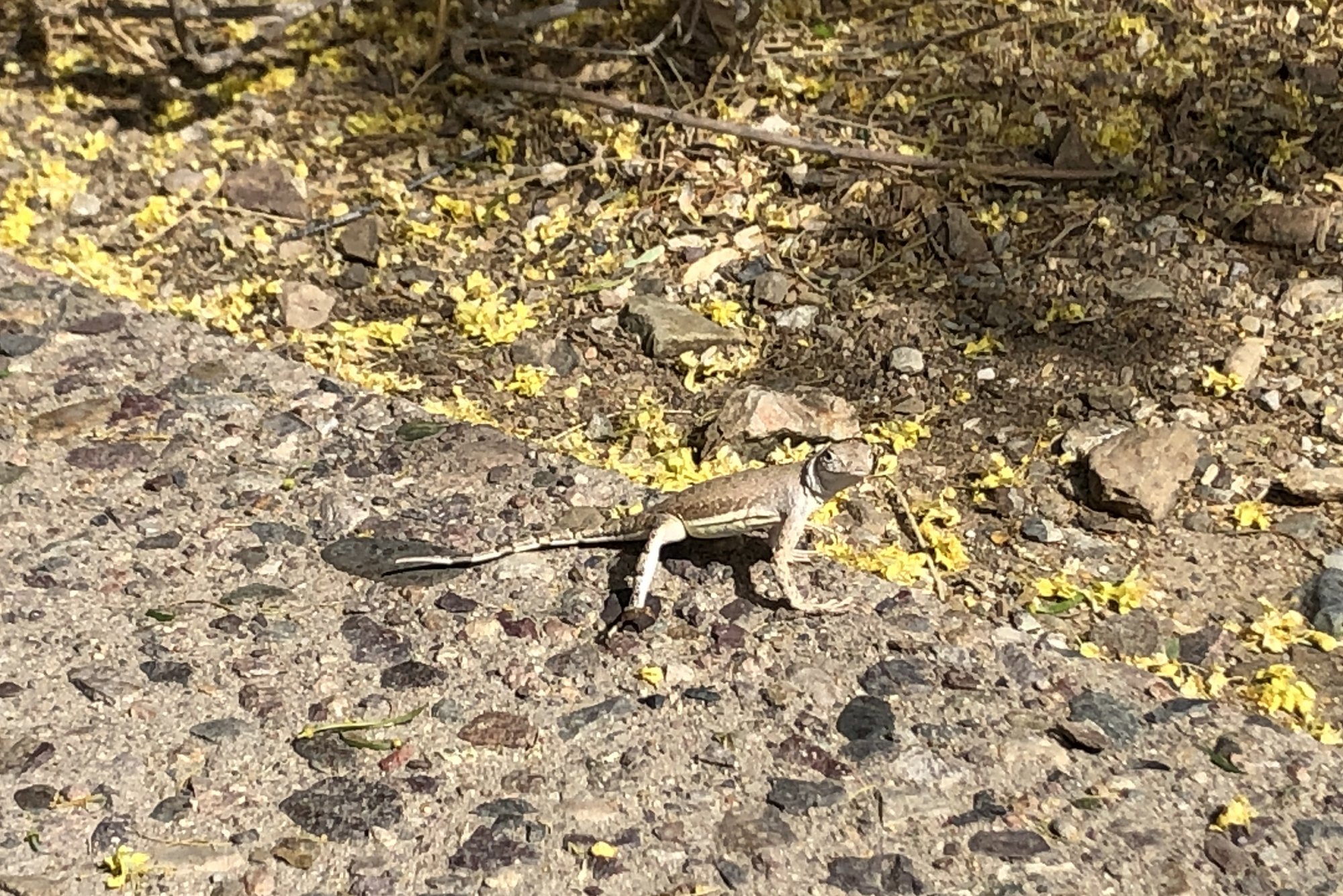 greater earless lizard.jpg