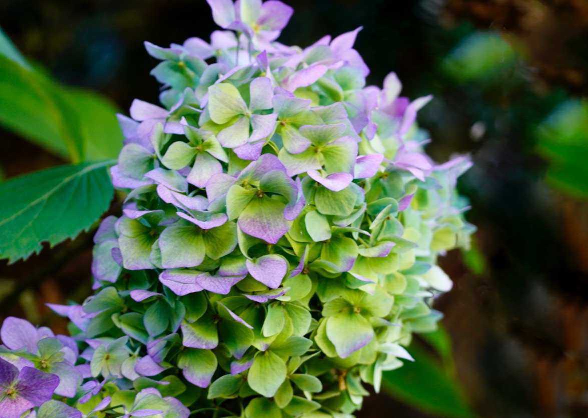 Green and violet hydrangea*.jpg