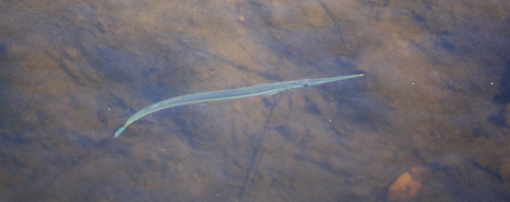 green fish.JPG