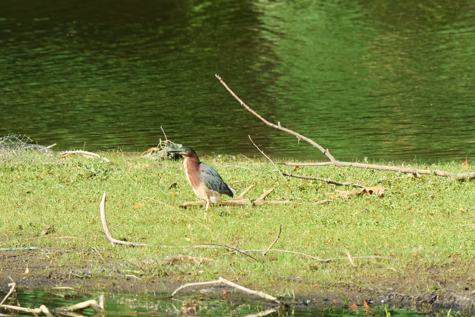 green-heron-0090-24-06-11.jpg