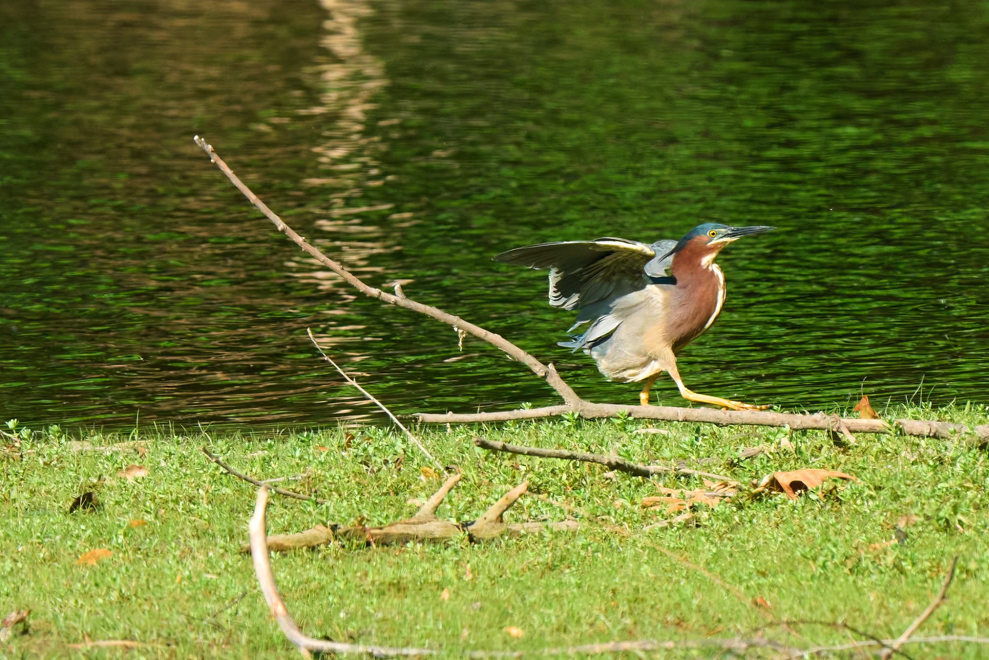 green-heron-0095-24-06-11.jpg