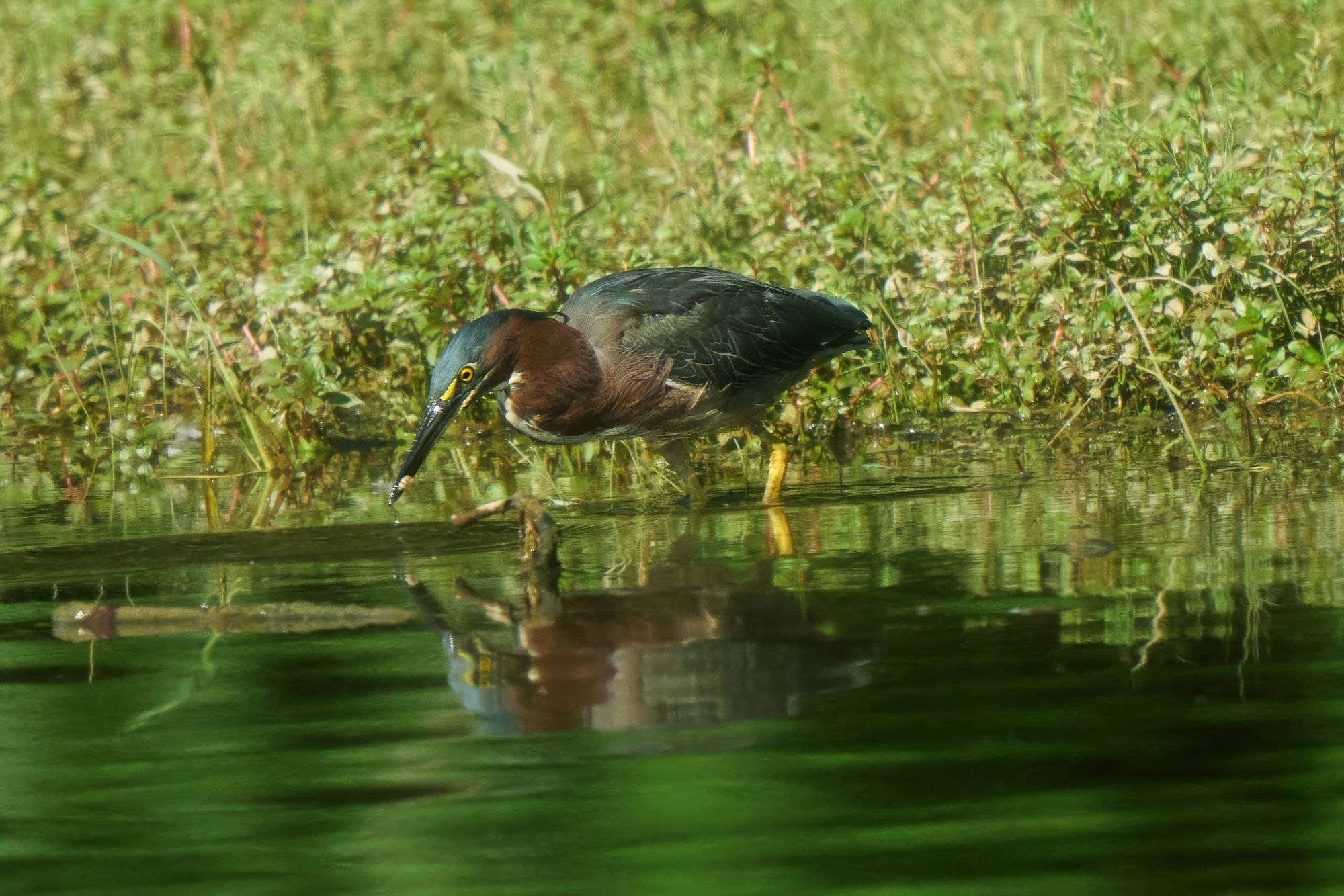 green-heron-0235-24-07-19.jpg