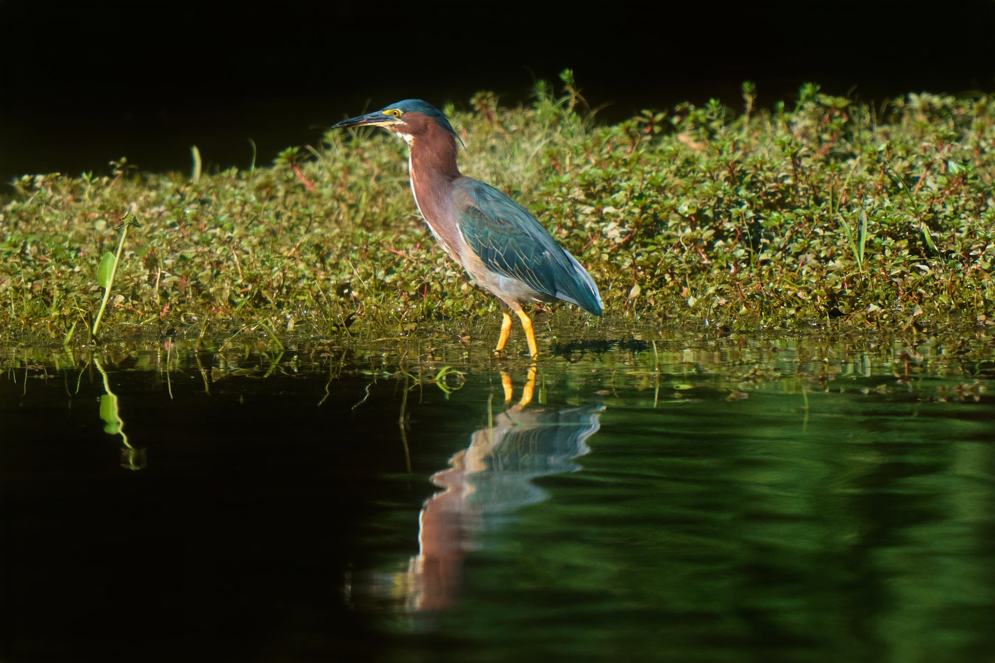 green-heron-0257-24-07-20.jpg