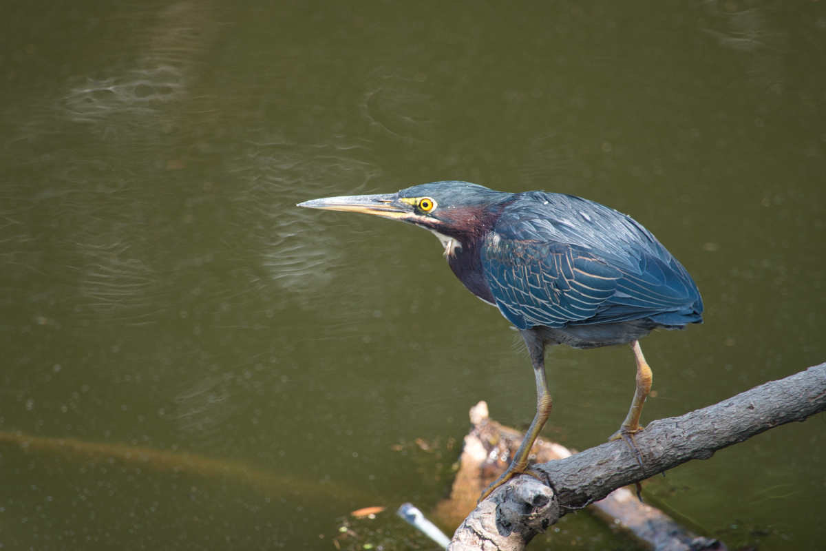 Green Heron.jpeg