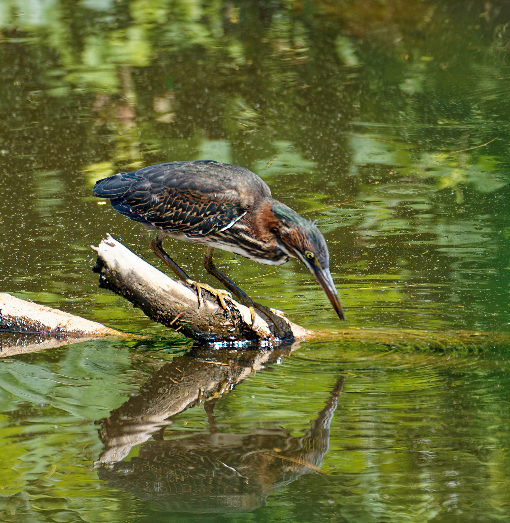 Green Heron.jpeg