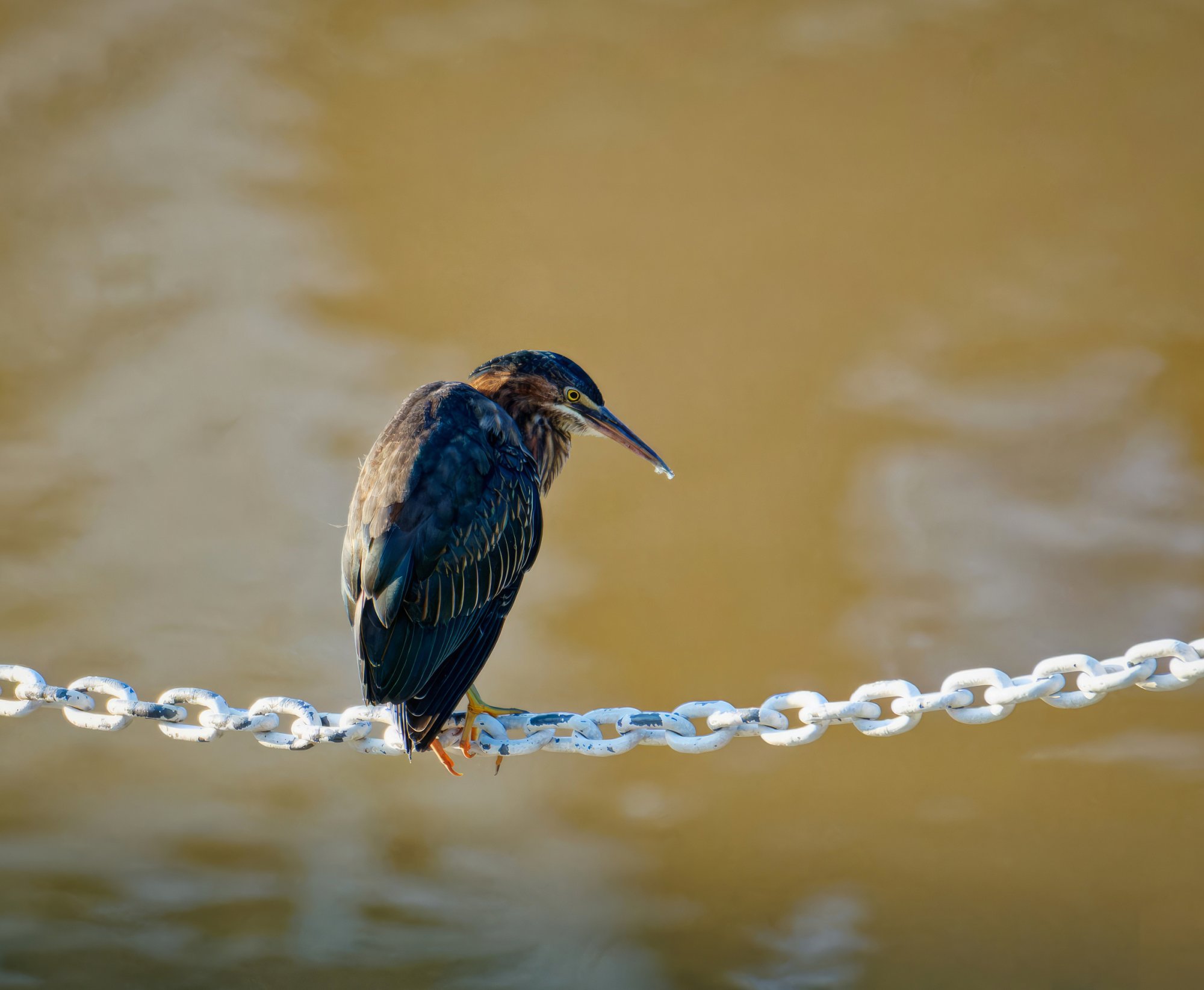 Green Heron Just Hanging Out.jpeg