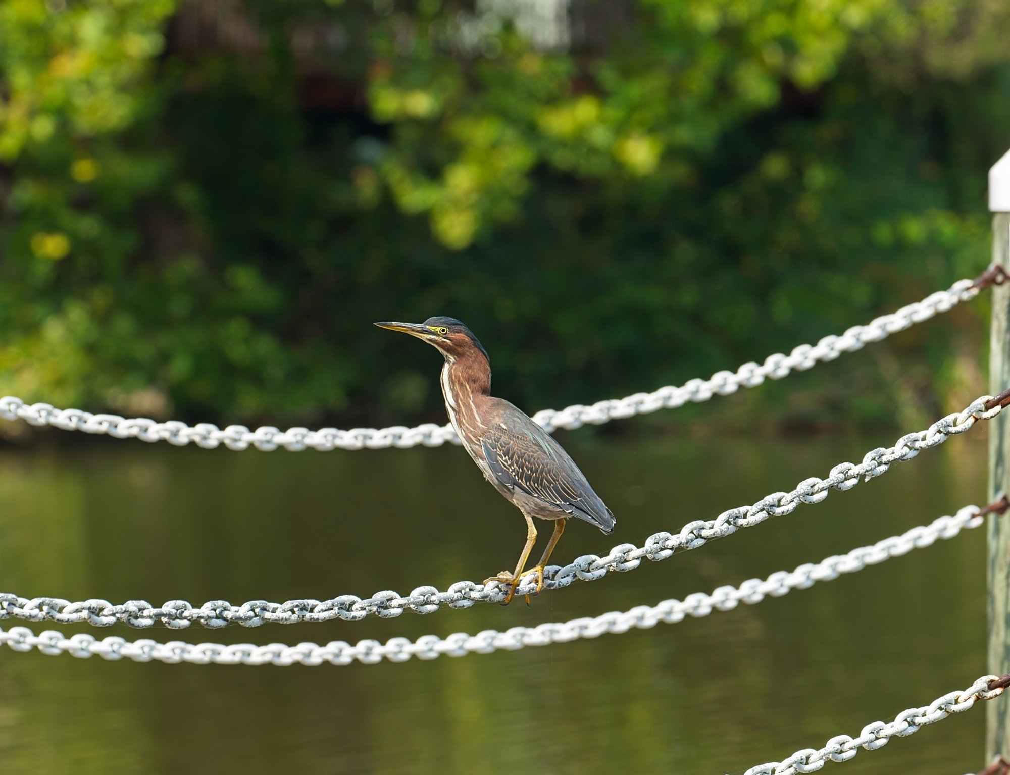 Green Heron on Pier Chains.jpeg