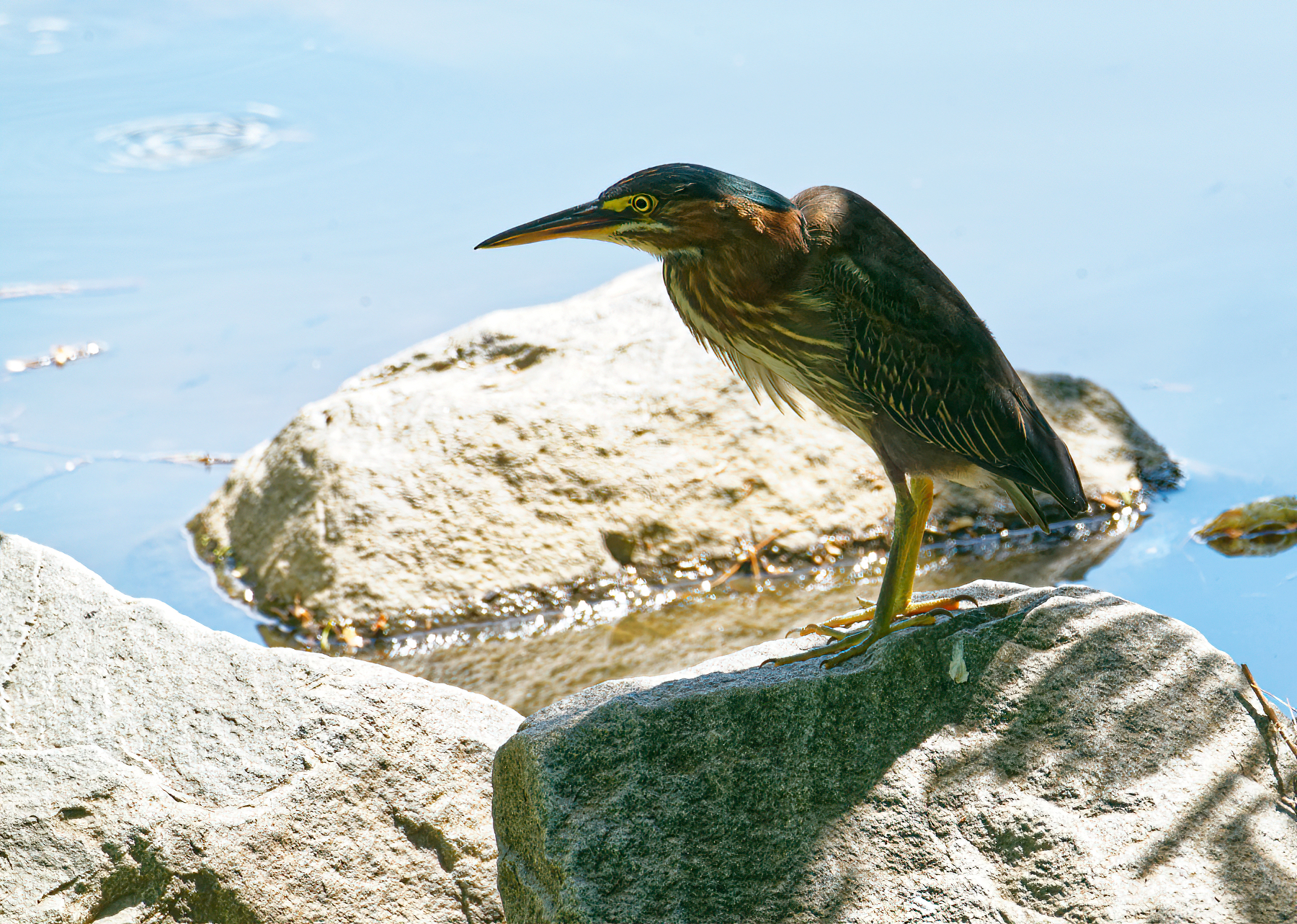 Green Heron on the Rocks.jpeg