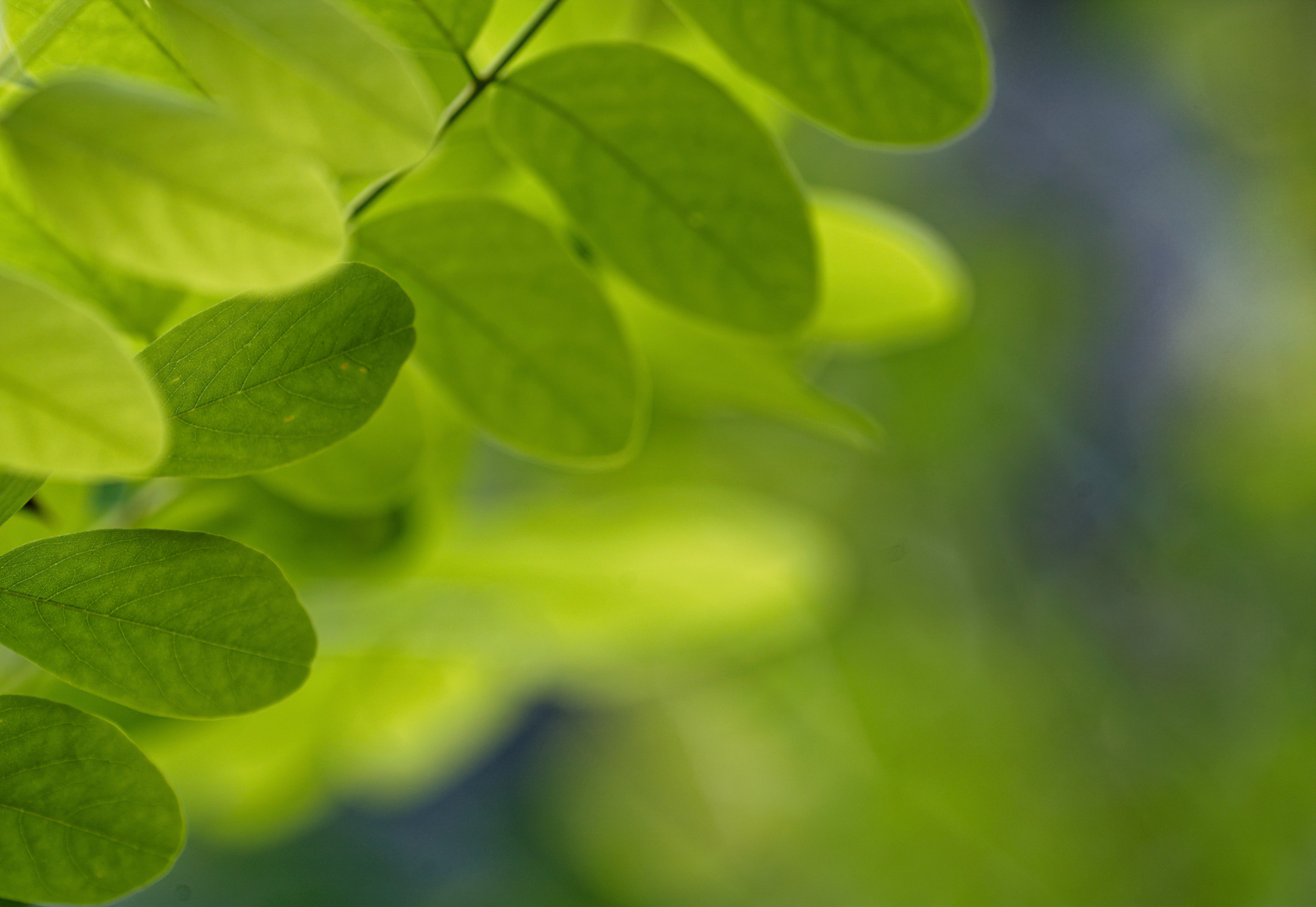 Green Leaves of Early Summer.jpeg