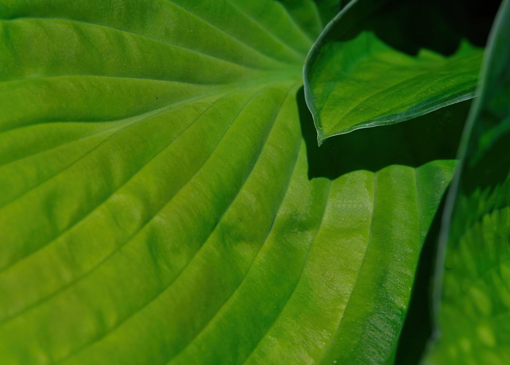 Green Leaves of Spring.jpg