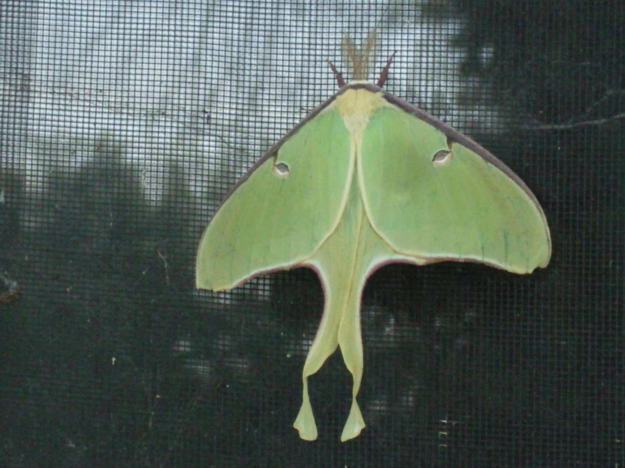 Green moth on window screen 2.jpg