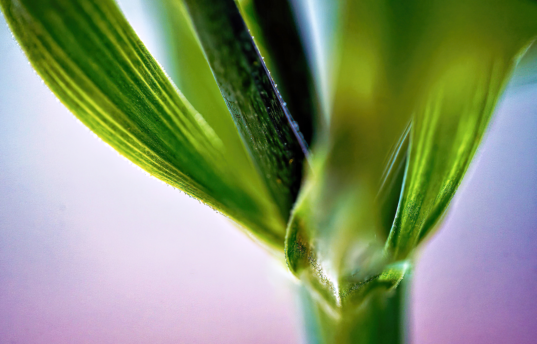 Green With a Caress of Purple.jpeg