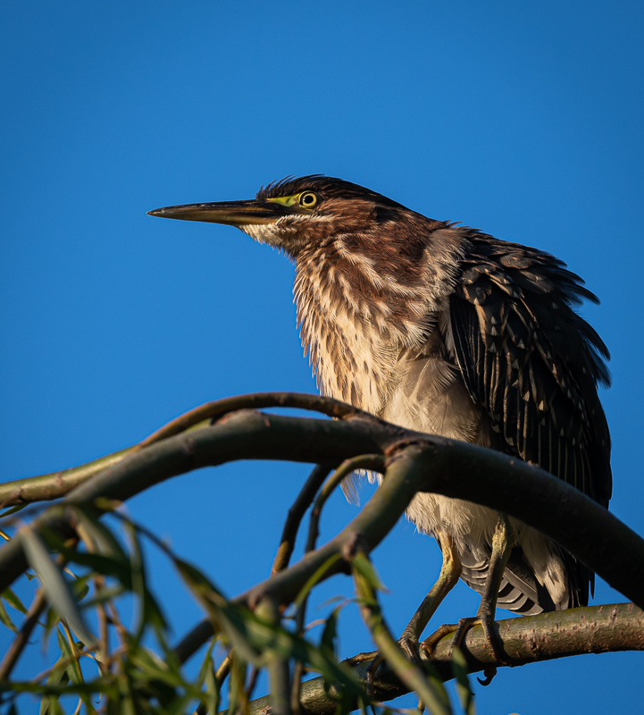 green_heron-3.jpg