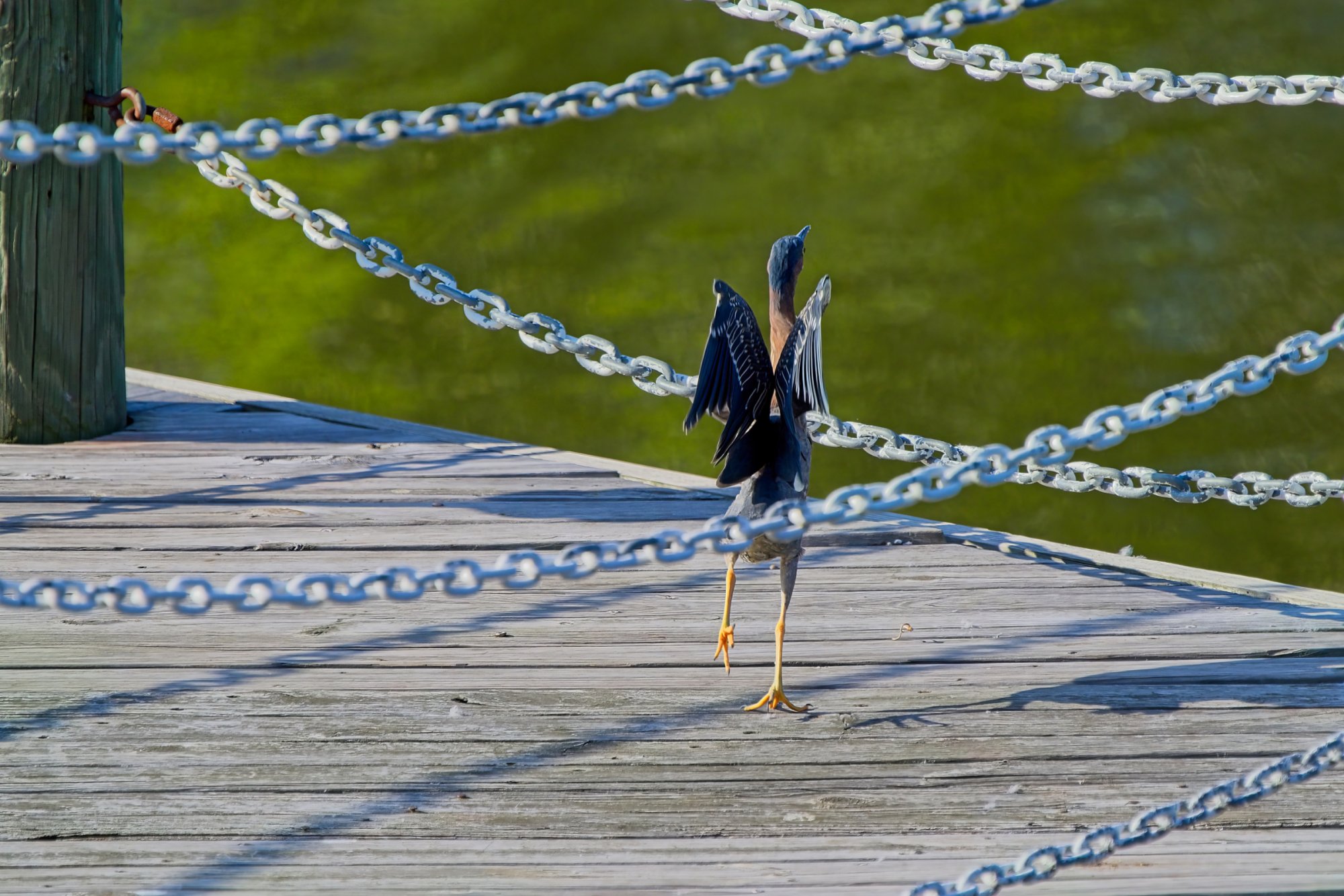 Greenie on the Pier.jpeg