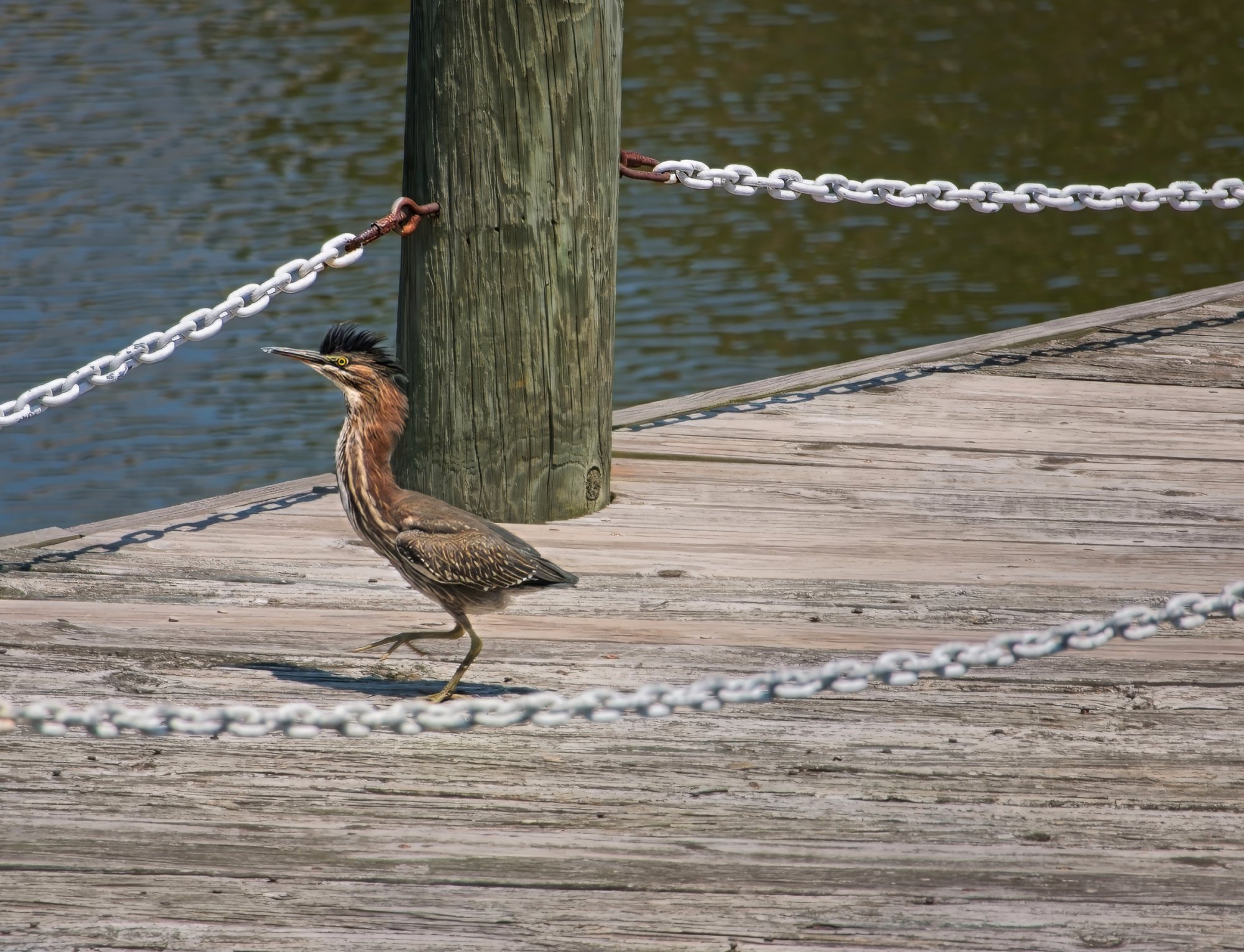 Greenie Strolling the Pier.jpeg