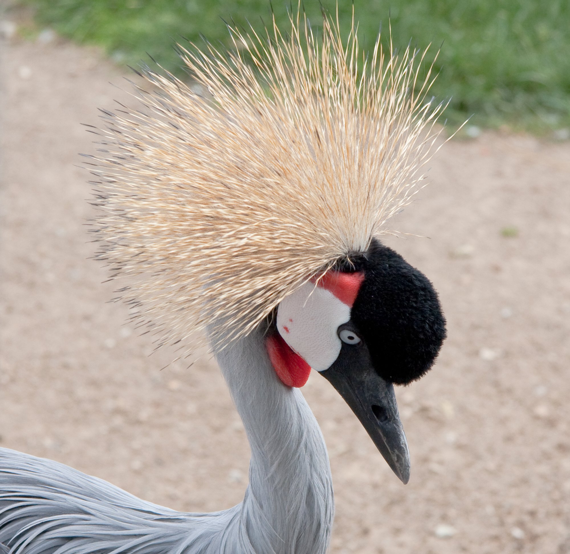 Grey Crowned Crane.jpg