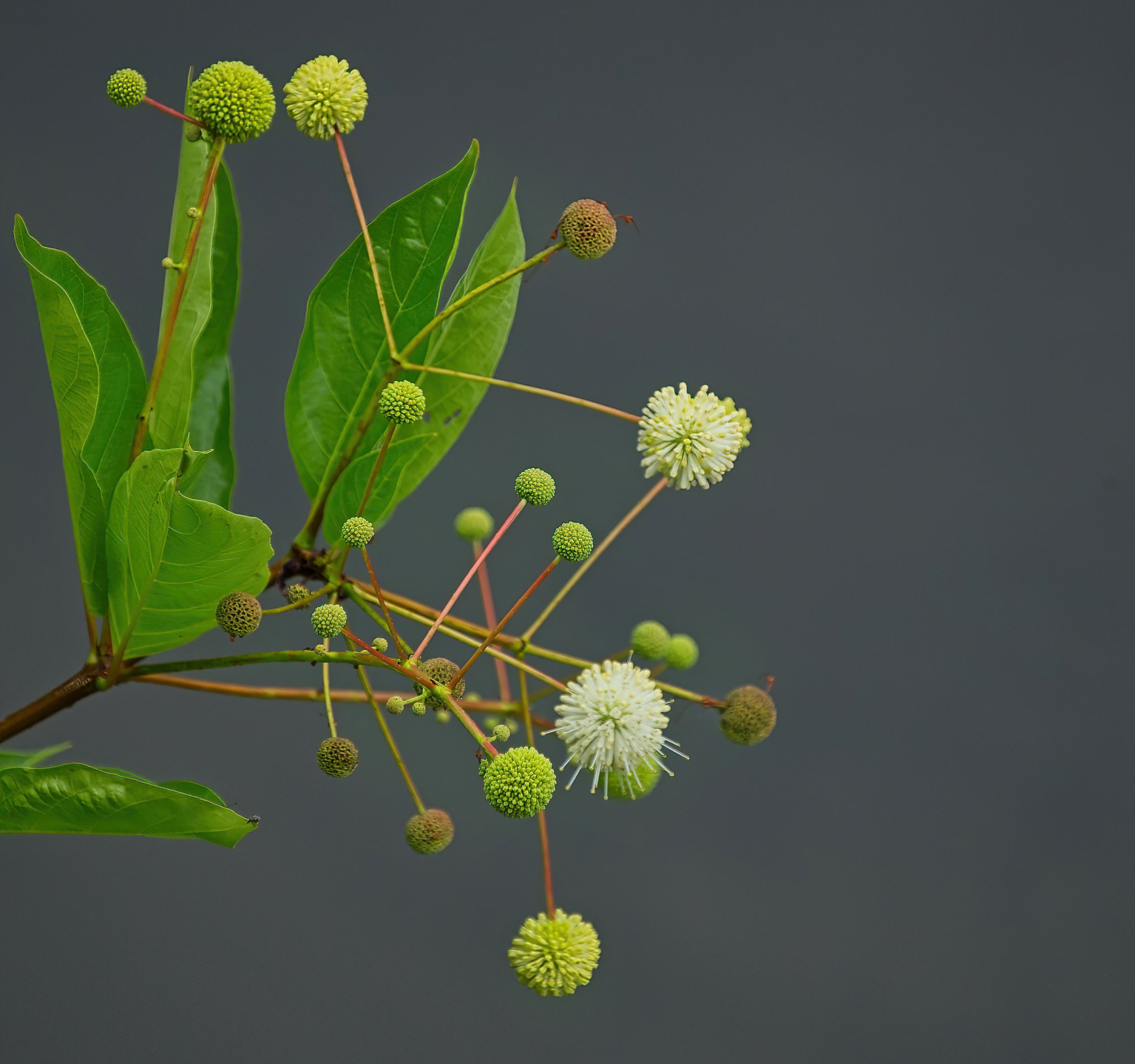 Growing Near the Water.jpg