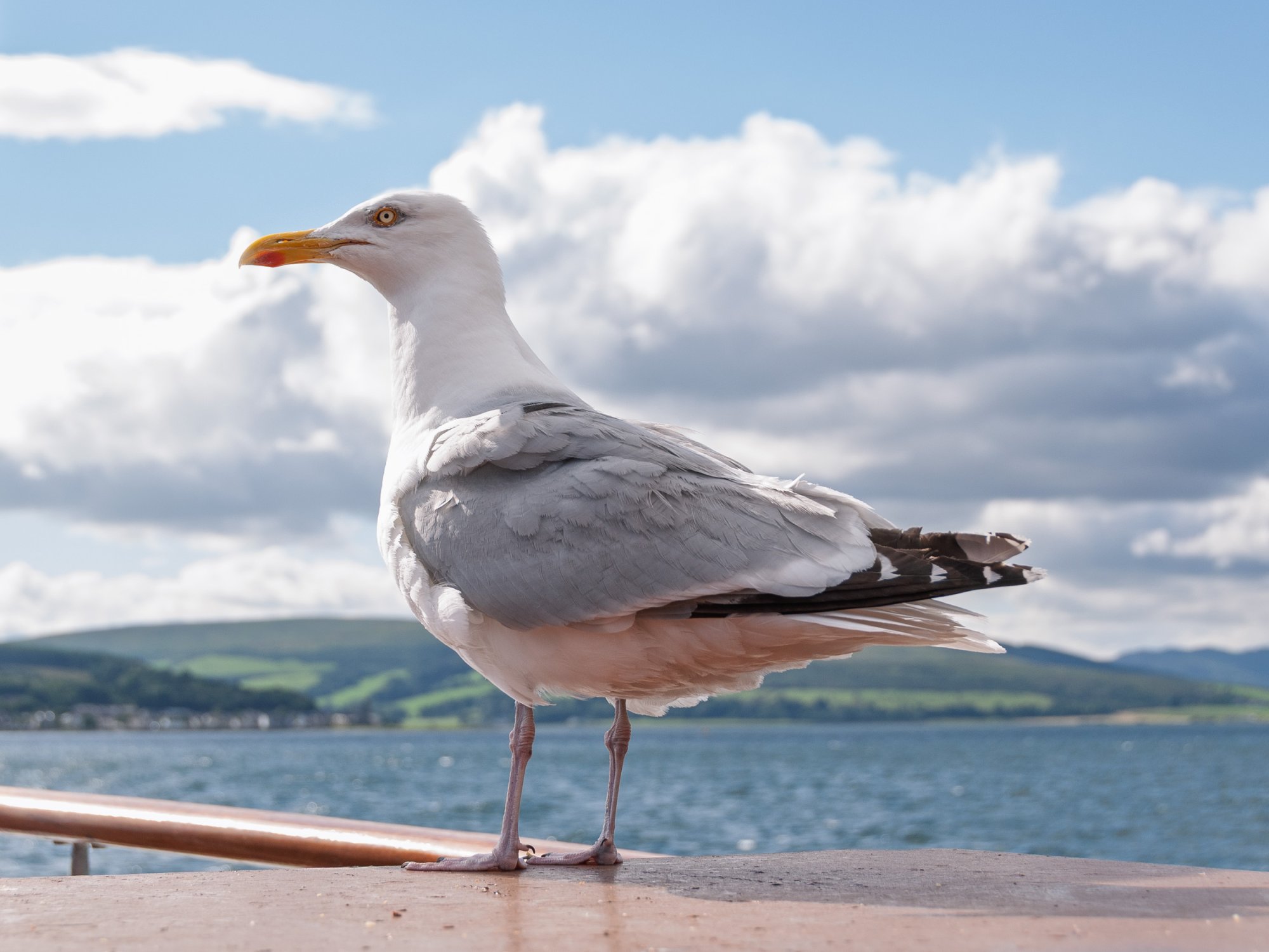 Gull20080712.jpg