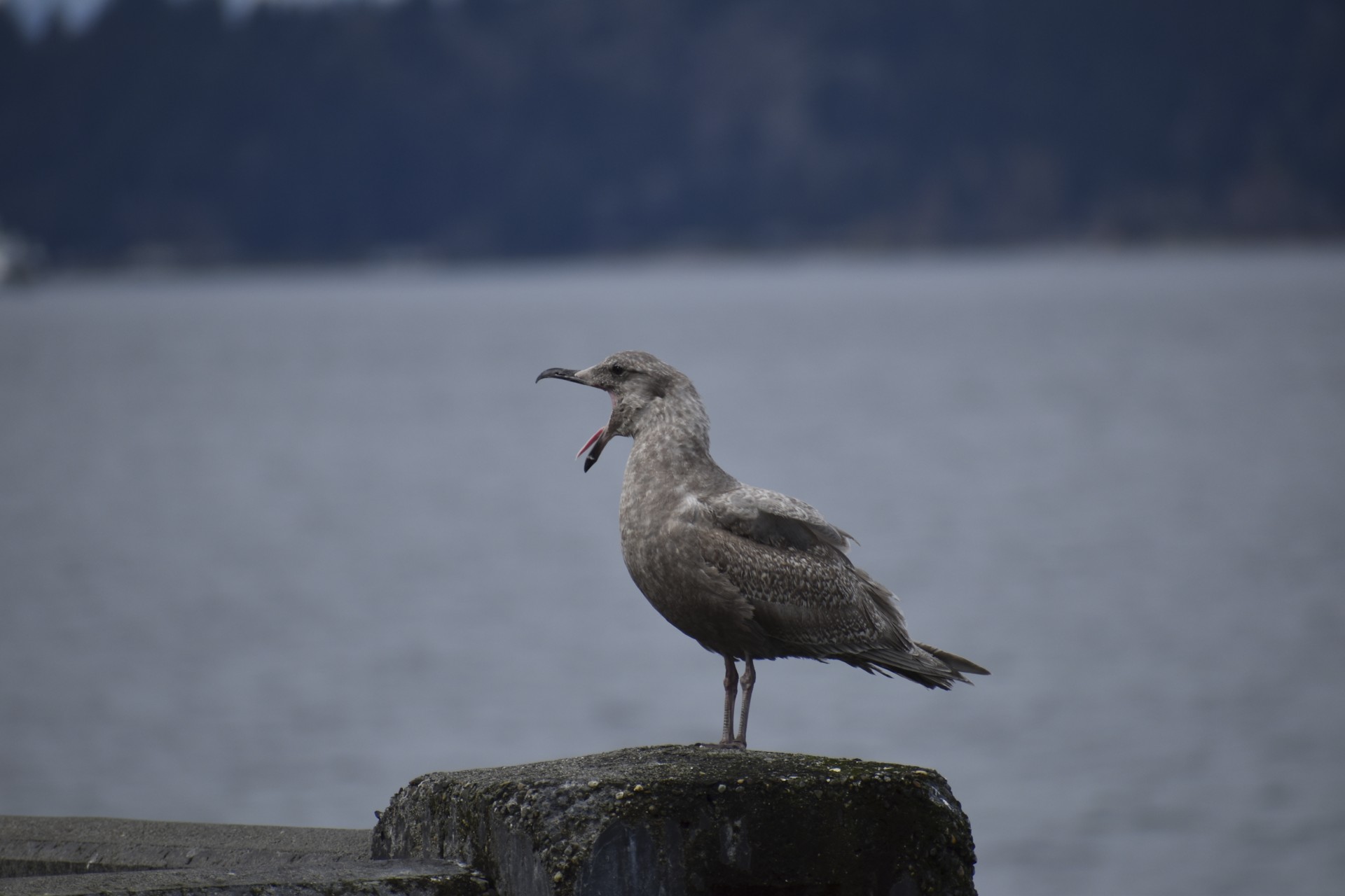 gull_alki_beach_wa.jpg