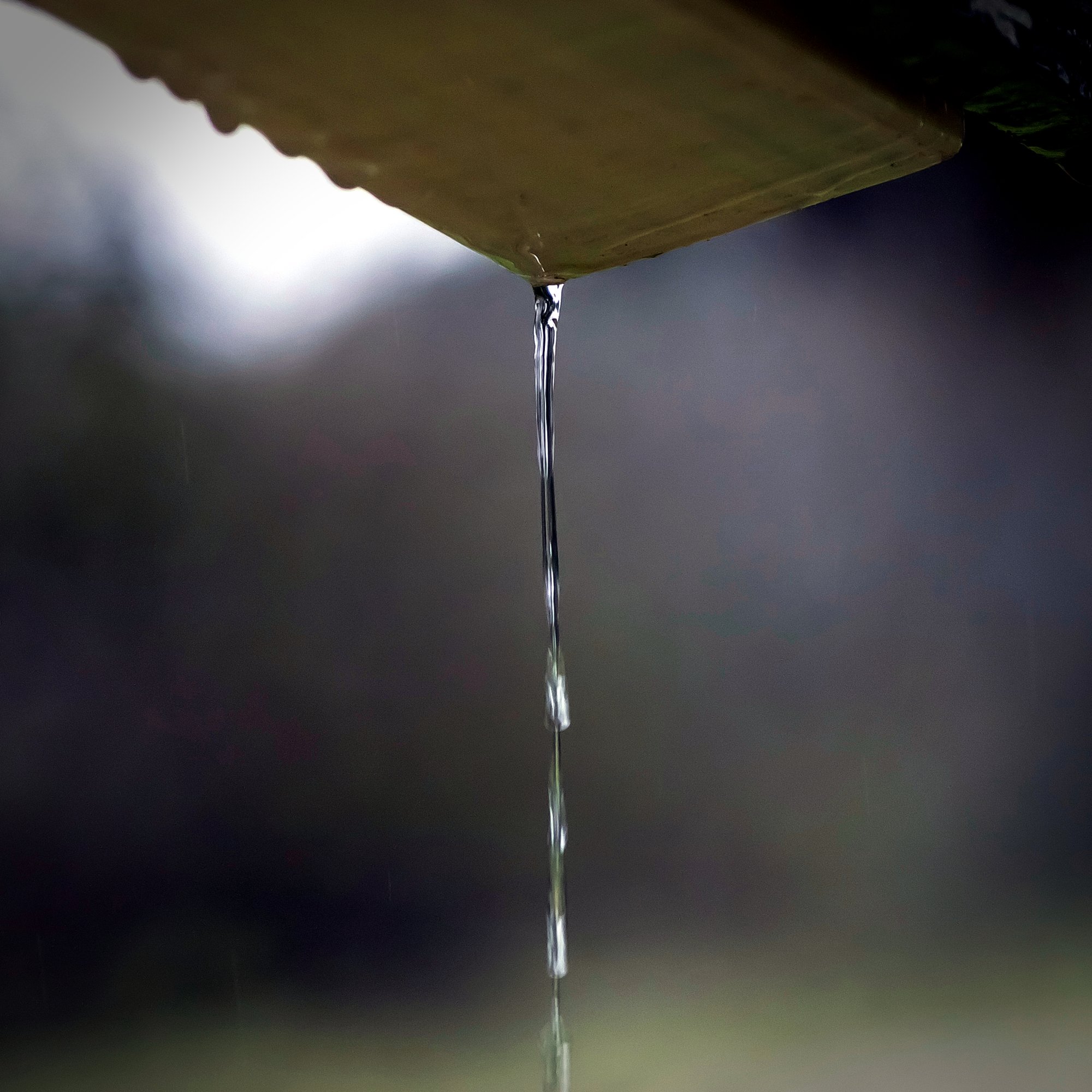 gutter drip 3176 01.15.23 xv.jpg