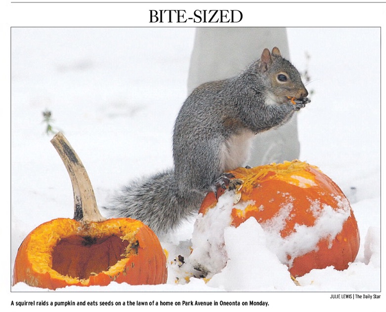 Halloween leftovers are Thanksgivingi feast for squirrels.jpg