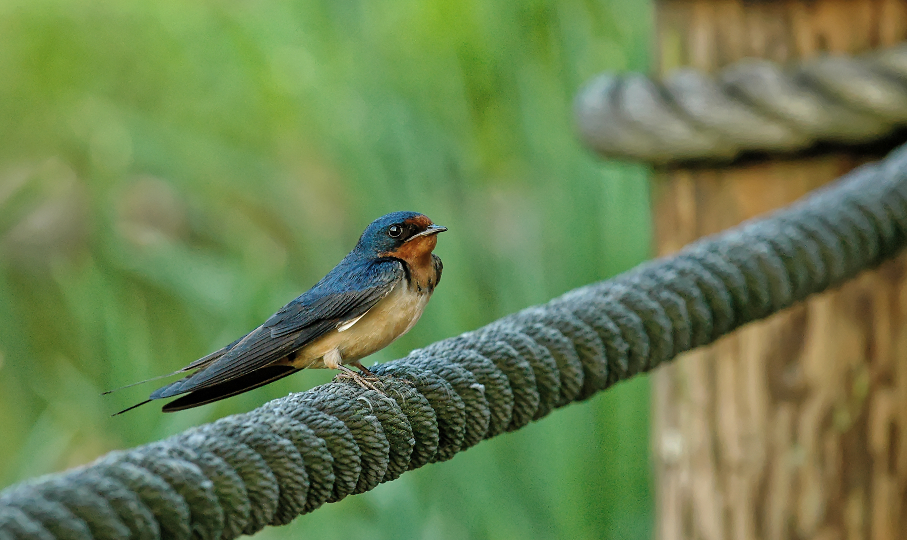 Hanging Out on the Rope.jpg