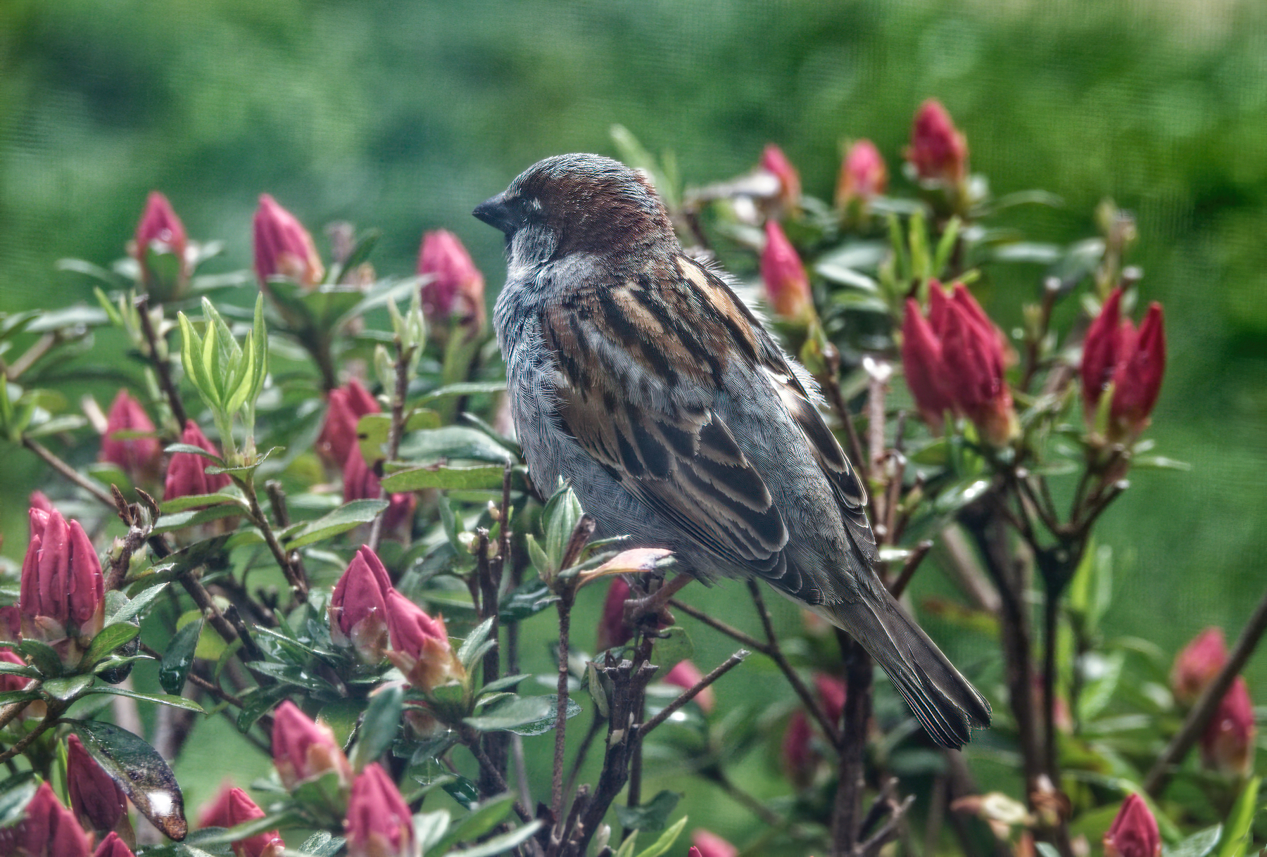 Hanging Out With the Newly Budding Azaleas 1.jpg