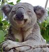 Happy-koala-sml.jpg