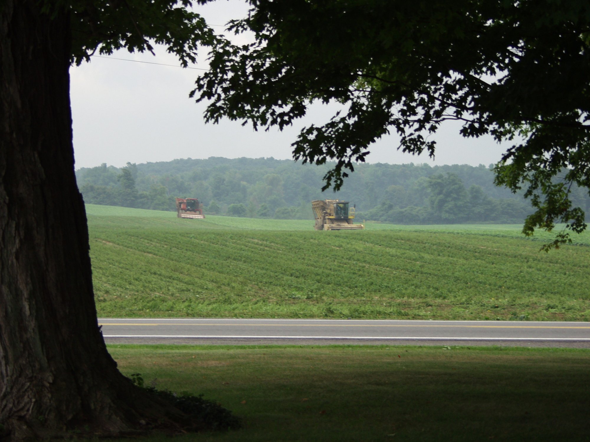 Harvesting 2001.jpg