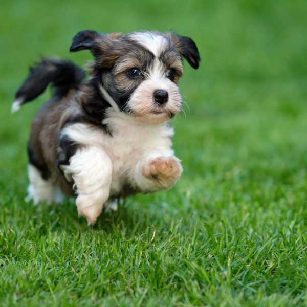 havanese-puppy-running-through-the-grass-600x600.jpg