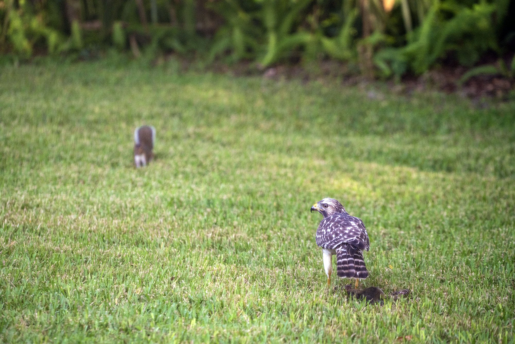 Hawk 1-2500px.jpg