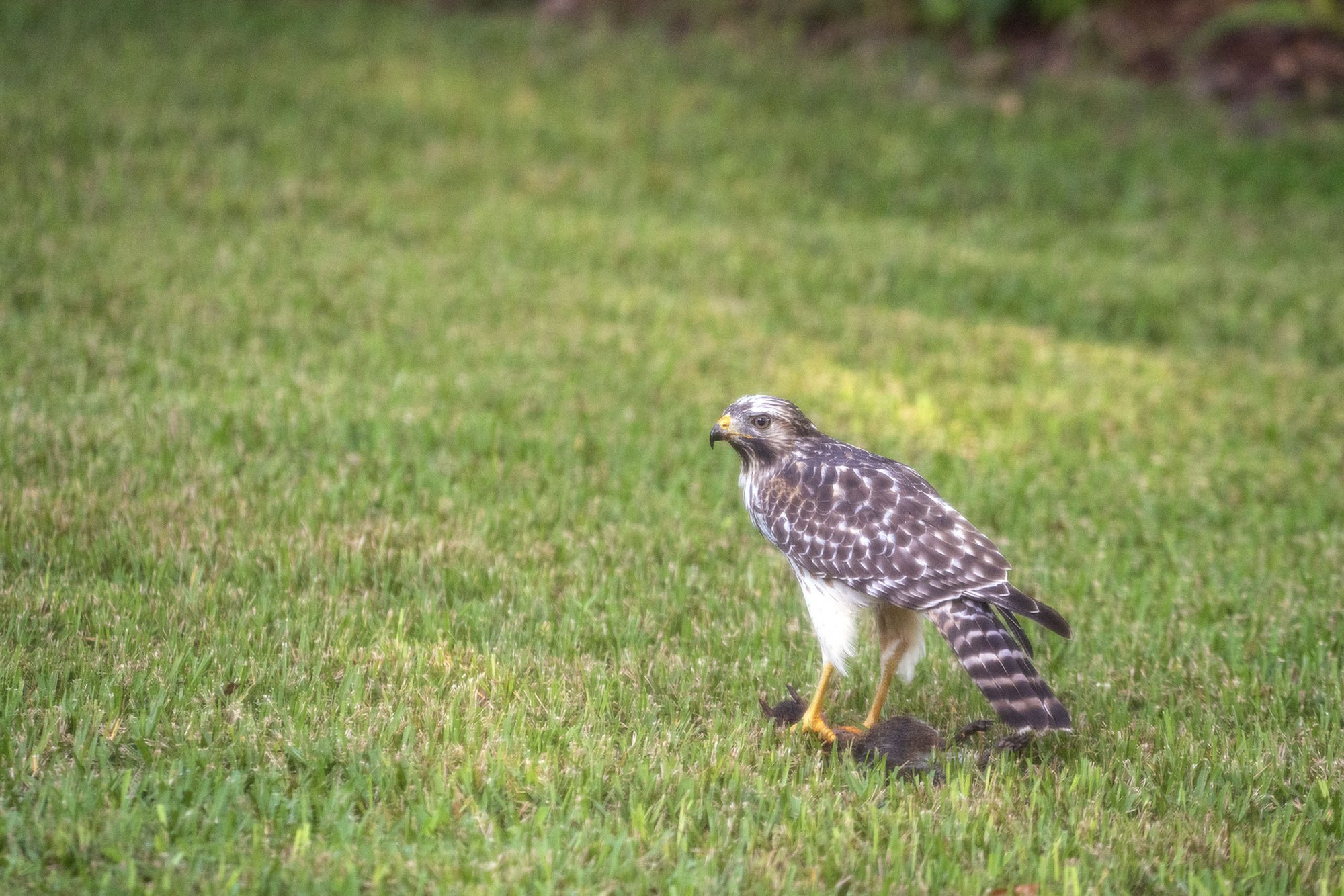 Hawk 2 - 2500px.jpg