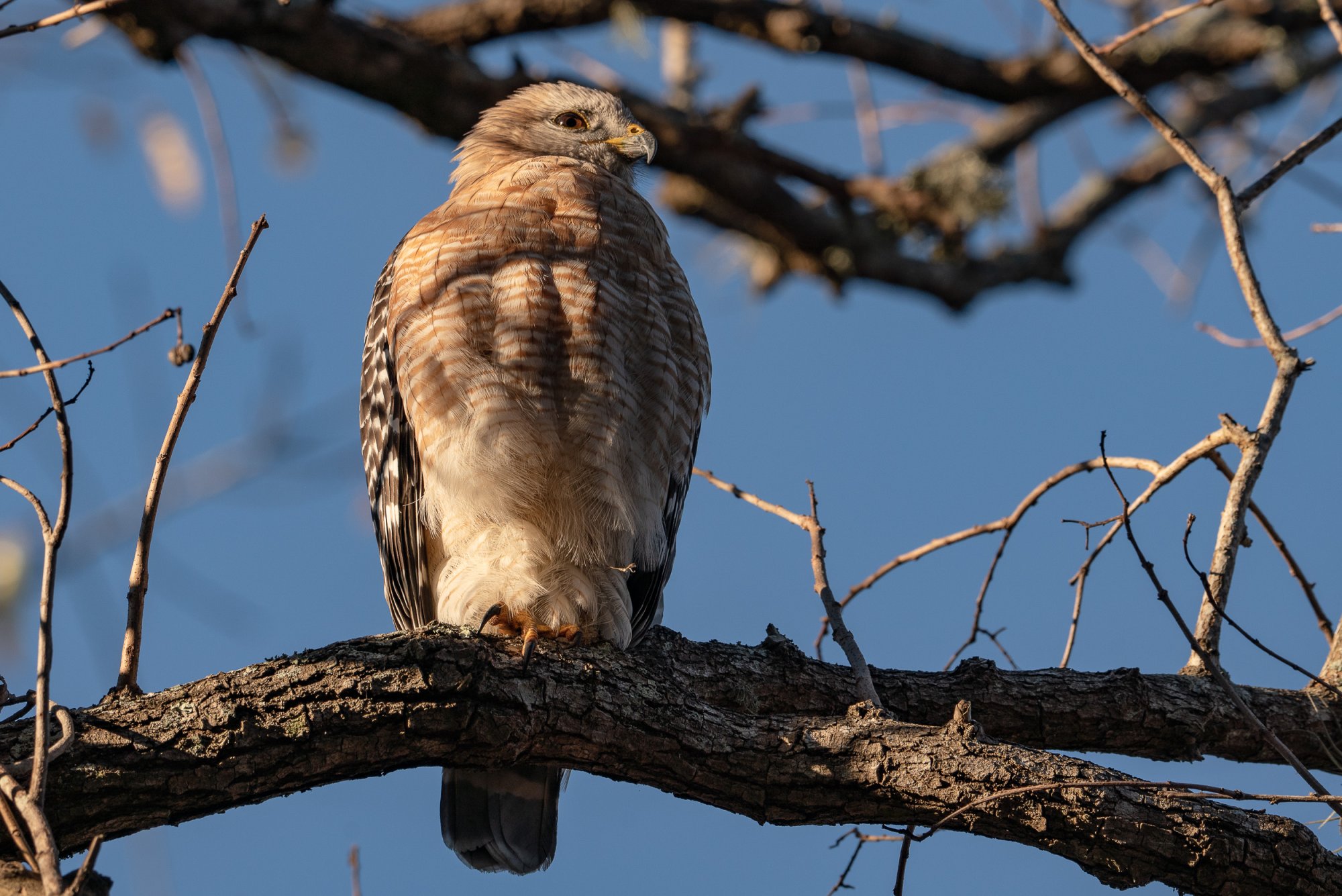 Hawk 2023 - 2500px-4.jpg