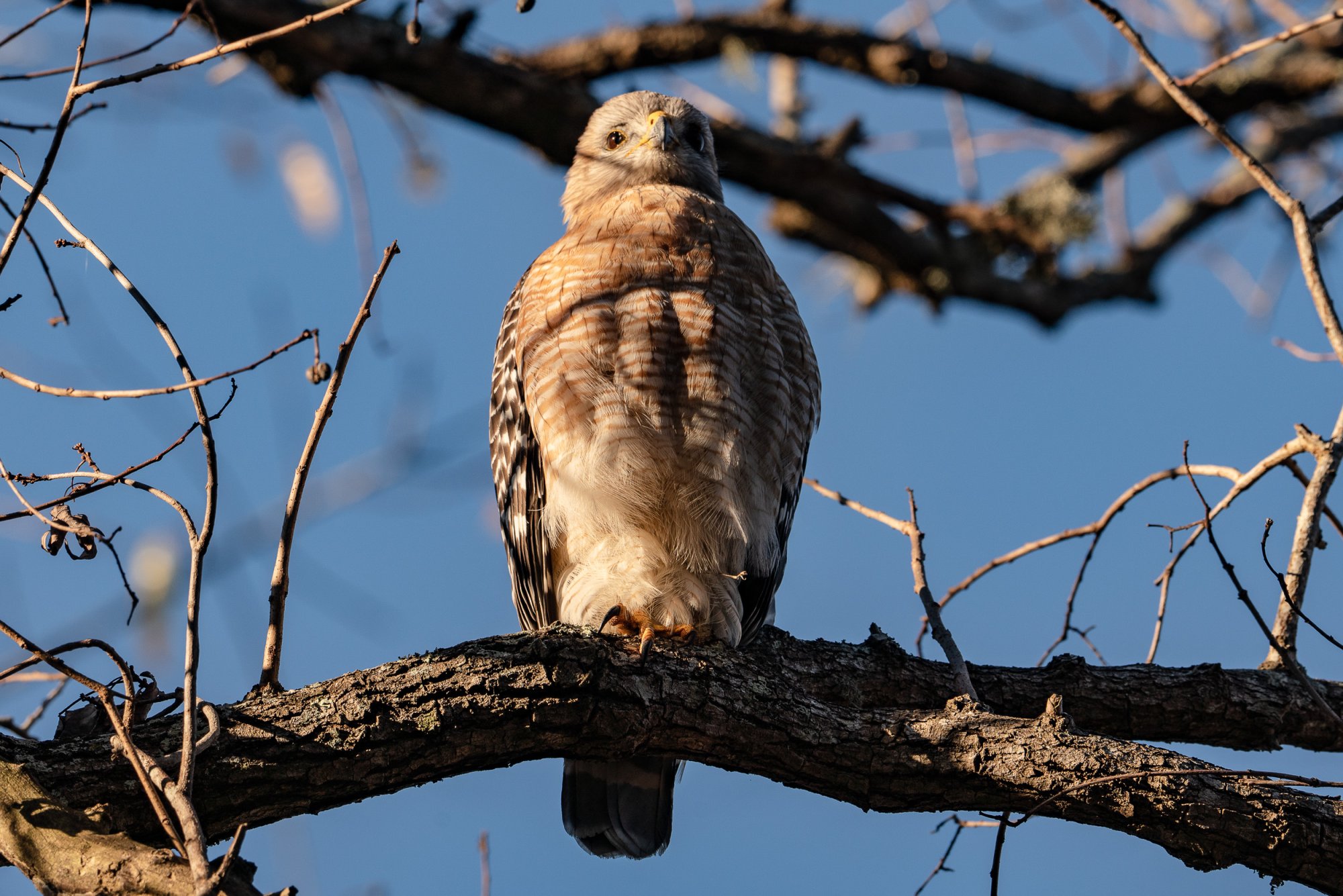 Hawk 2023 - 2500px-5.jpg