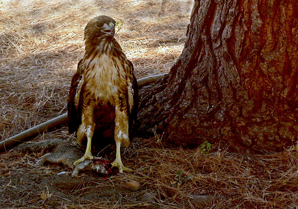 hawk left of trunk looking right cropx.jpg