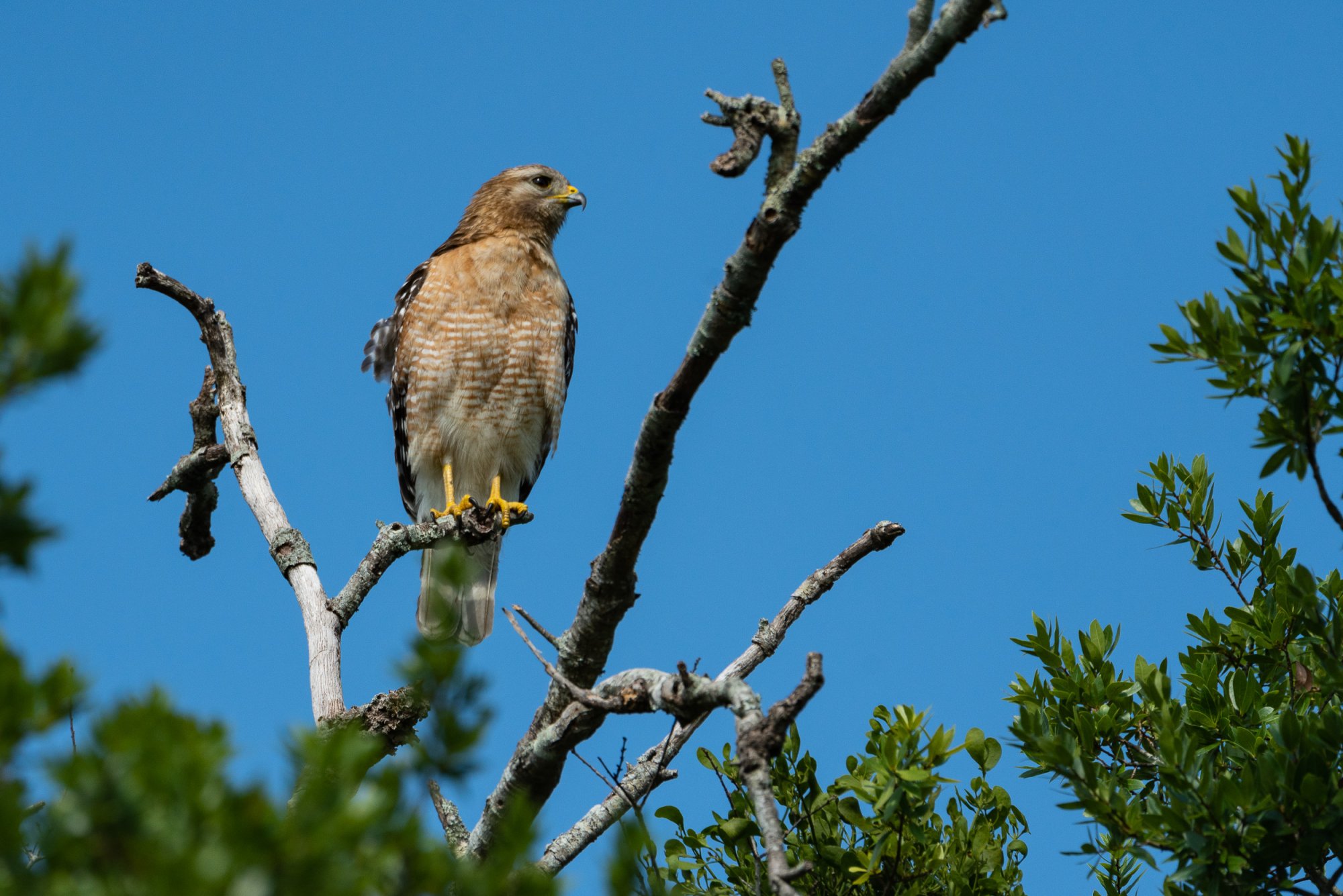 Hawk May 2023 - 2500px-2.jpg