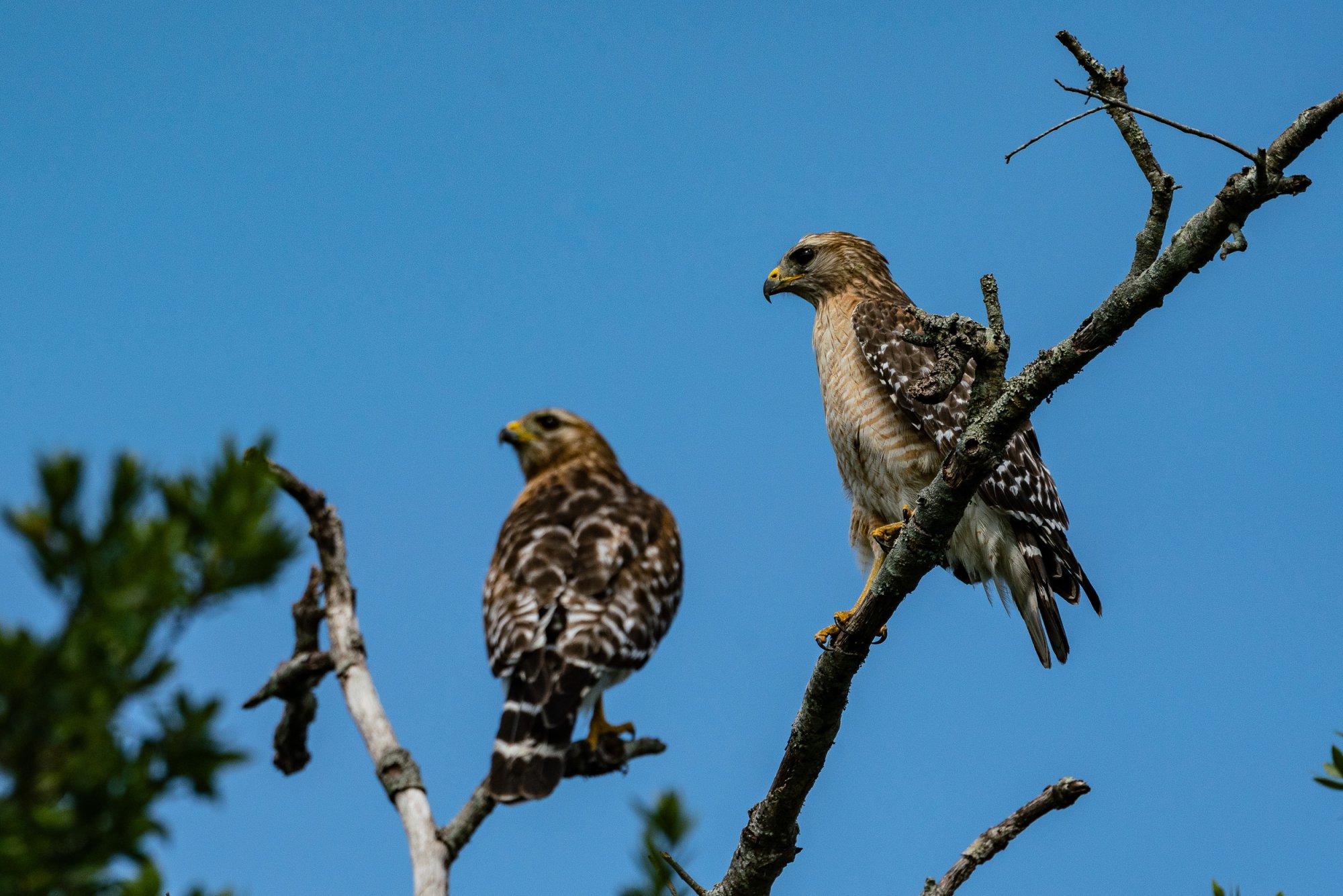 Hawk May 2023 - 2500px-4.jpg