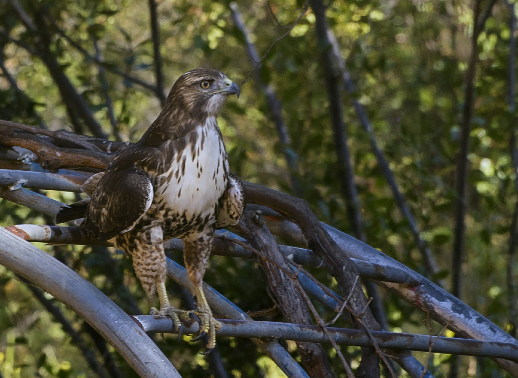 hawk on grape arbor 1452 9.8.22 xcrop2.jpg