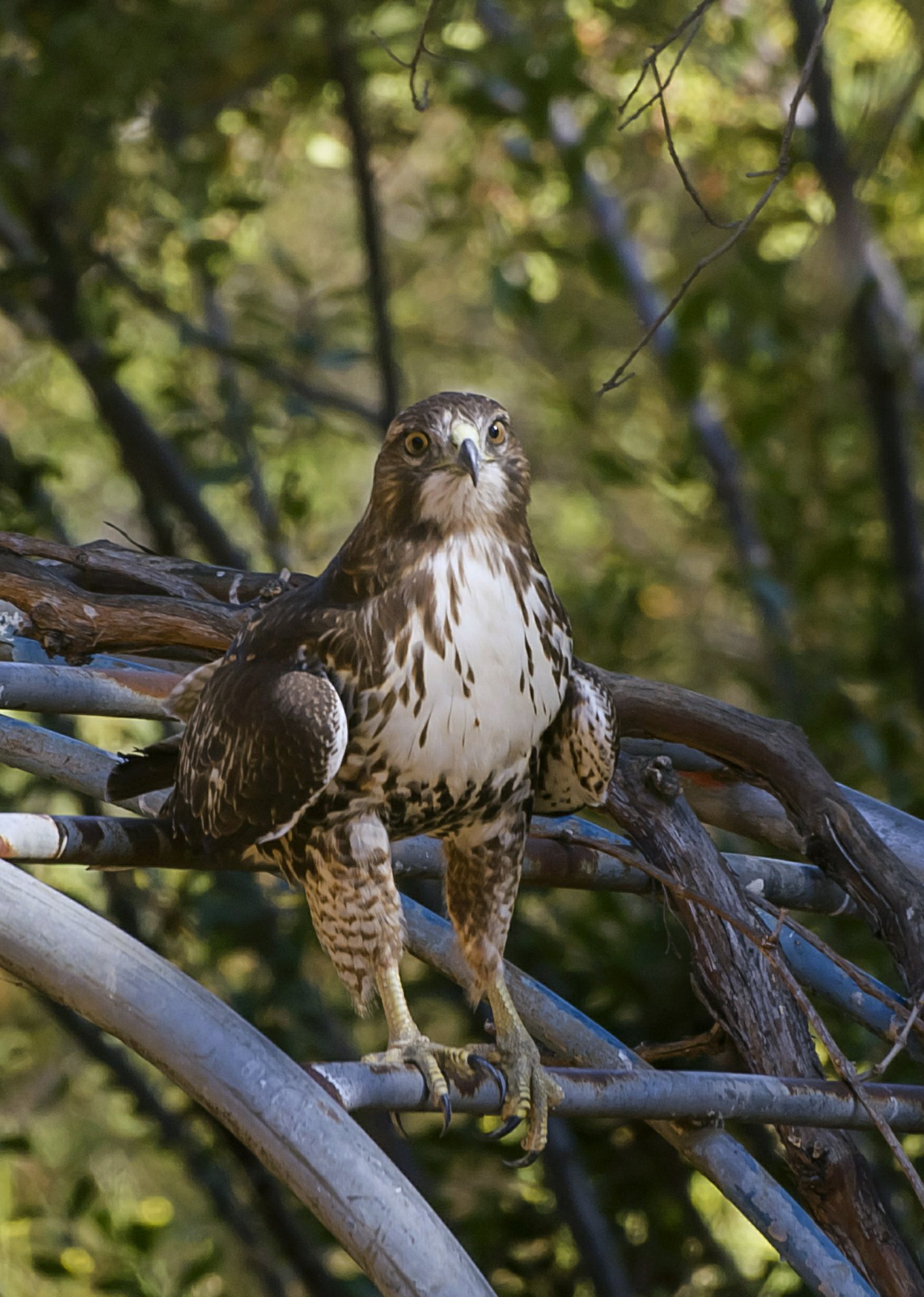 hawk on grape arbor 1456 9.8.22 xcrop2.jpg