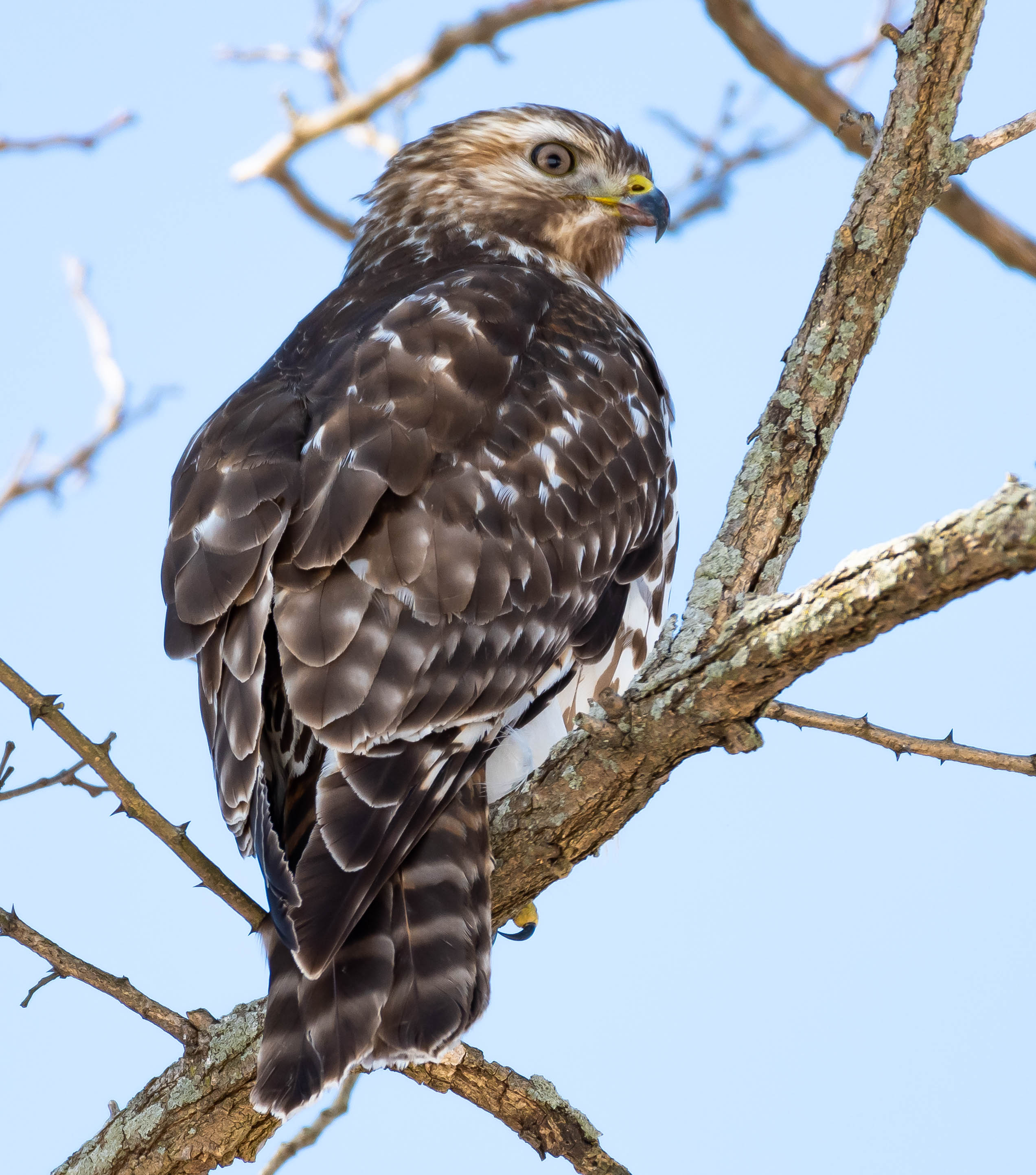 hawk2_3-9-2019-122129.jpg